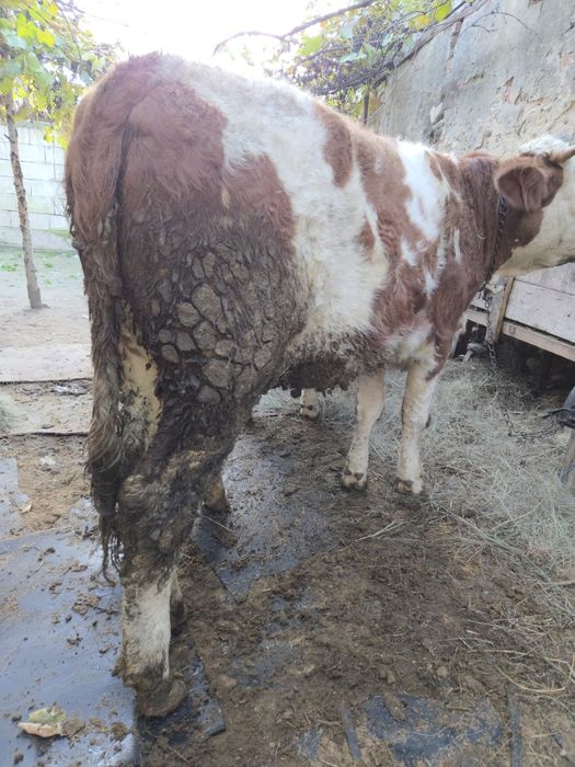 Vand 2 junici baltate