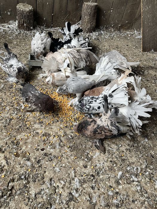 Vand porumbei indieni