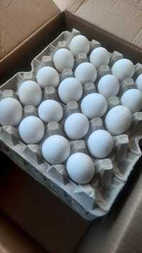 Продавам домашни яйца от бял легхорн