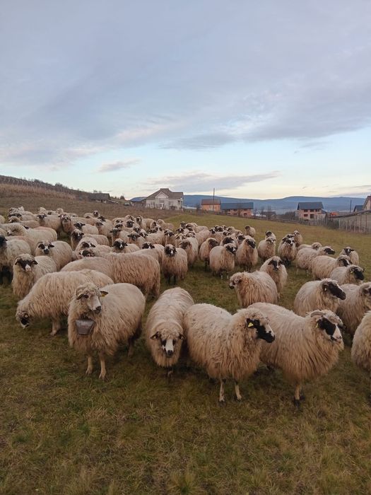 Vând oi mai multe detalii la telefon