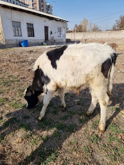 Букача сотилади сифати зор