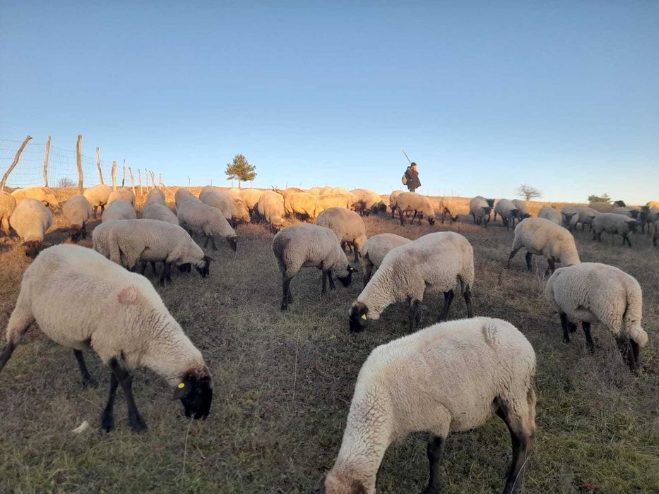 oi si mielute suffolk cu certificat de origine de vanzare