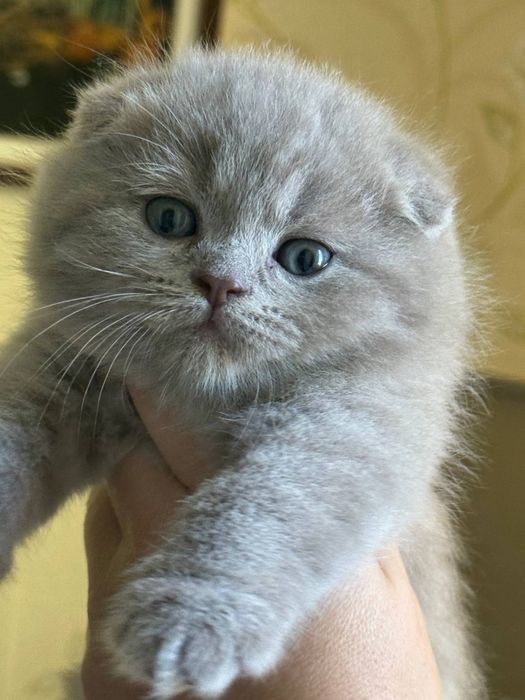 Шотландские вислоухий фолд и страйт Zoti toza