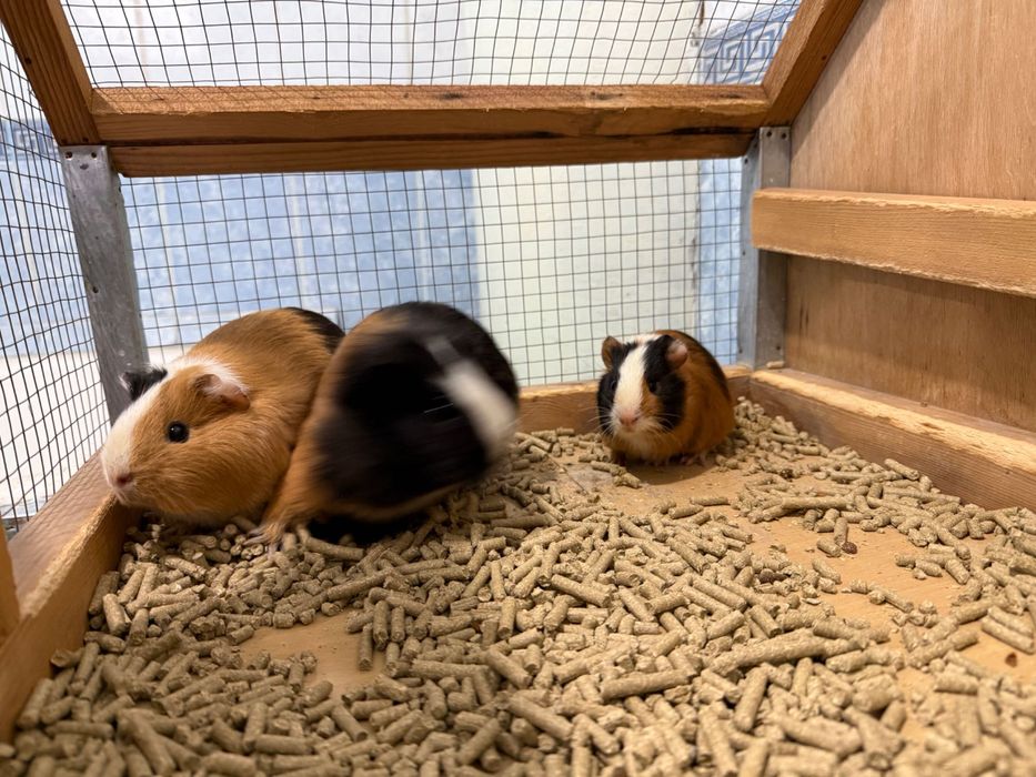 Морская свинка Oylasi sotiladi 1ta para va bolasi 1dona