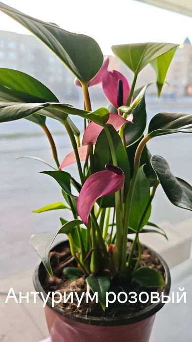 Продам комнатные цветы