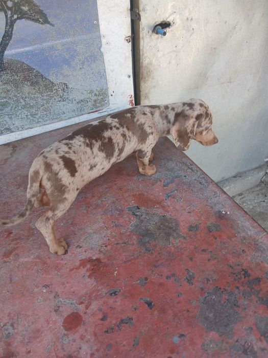 Teckel de dat 4 luni