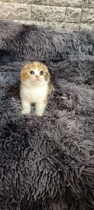 Продаются котята