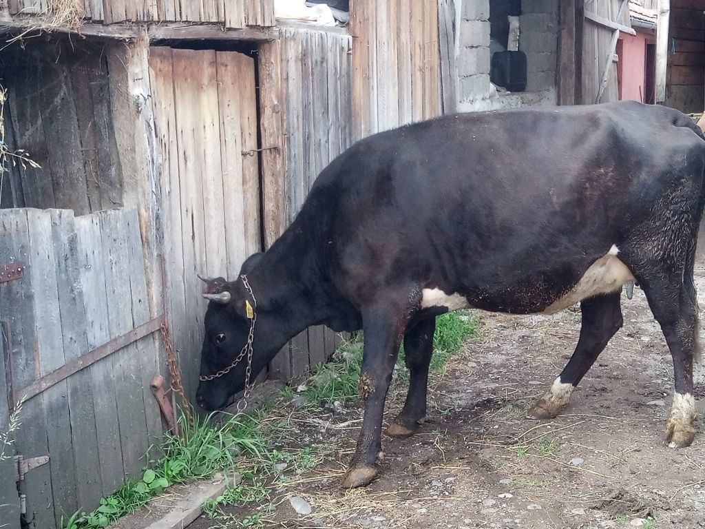 Vind doua vaci tinere cu al doilea vițel gestante în 8 luni