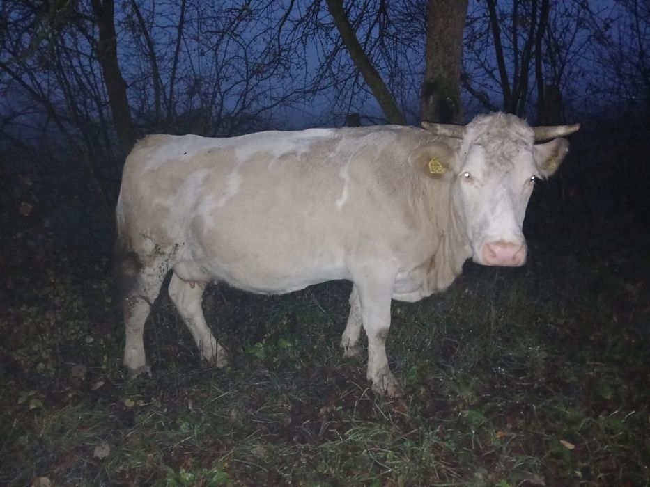 Vaci baltate gestante in 7 luni