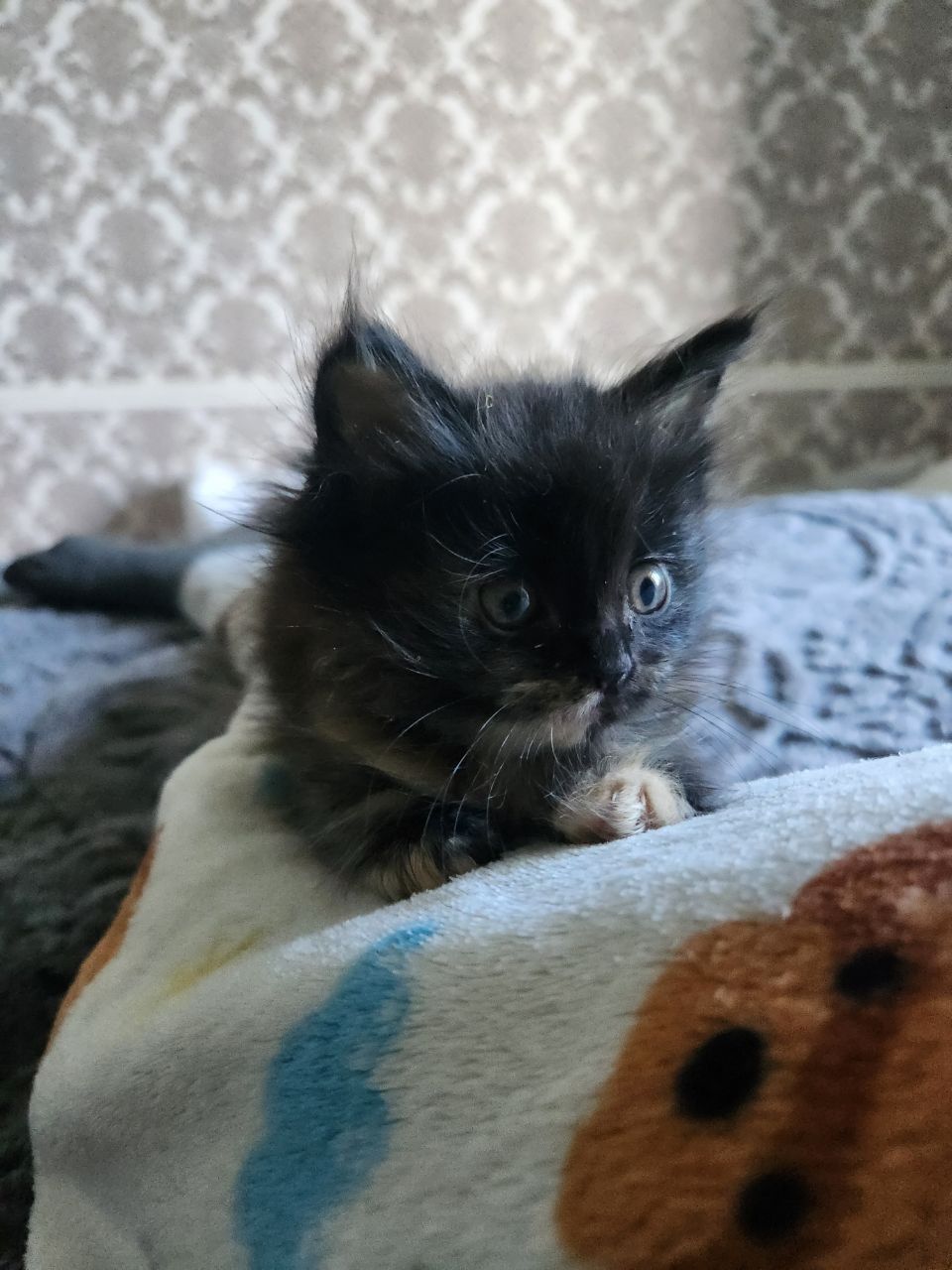 Отдам котёнка в добрые руки