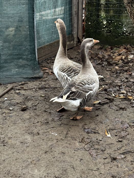 gaste tinere de vanzare