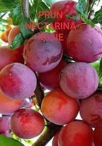 Sc servex vine pomi fructiferi