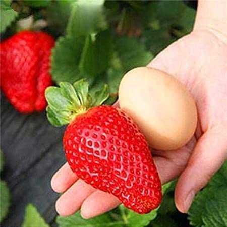 ВЕЛИКОЛЕПЕН Био Разсад Целогодишни Ягоди и Малини