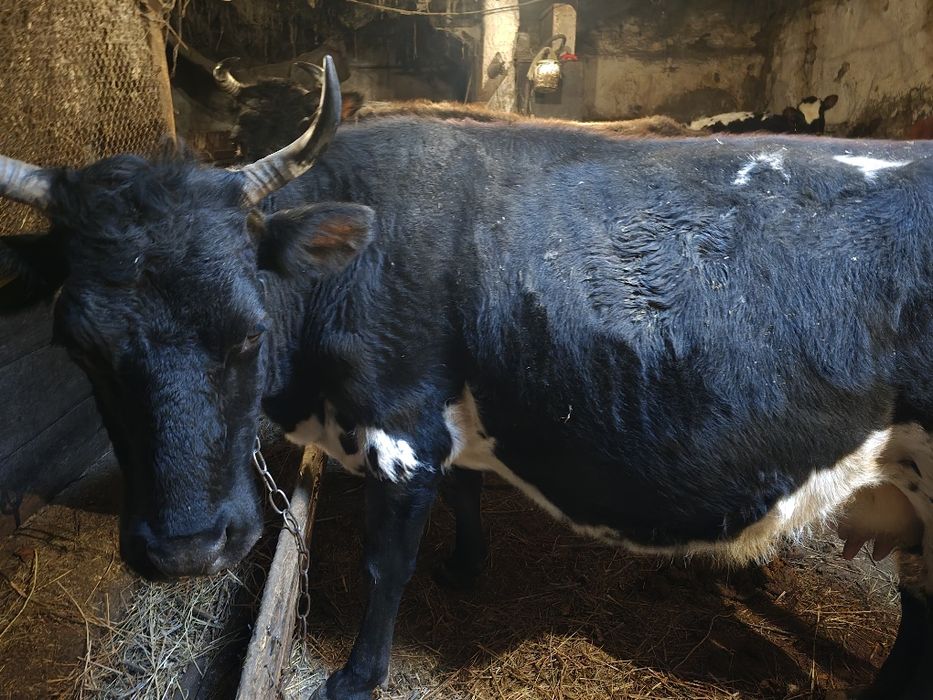 Продаю корову, молочная