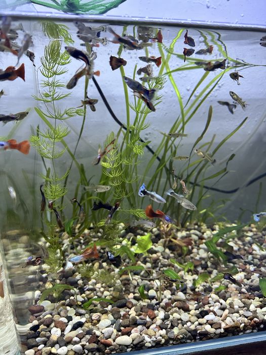 Гуппи двух хвостые и разноцветные .