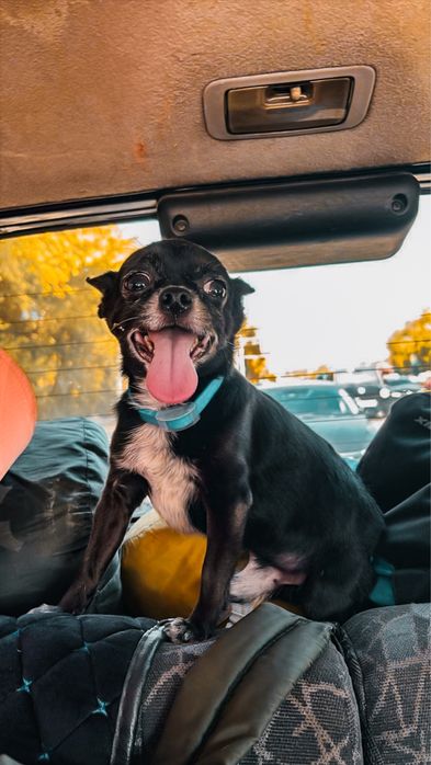 Ищем девочку для вязки