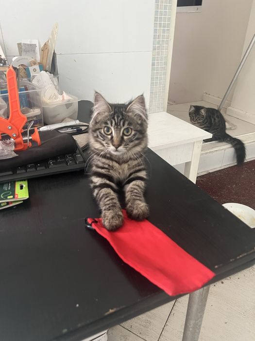 Котята в дар доброму и ответственному