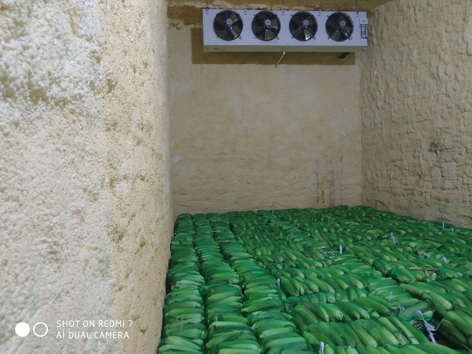 Shirin joʻxori . Marka 832. Сладкая кукуруза