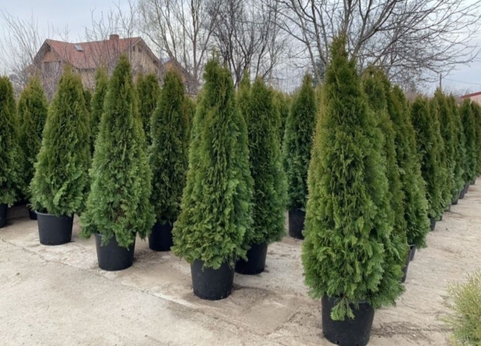 Tuia extra calitate/ tuia smaragd/ columnaris/ etc mesteacăn, tei