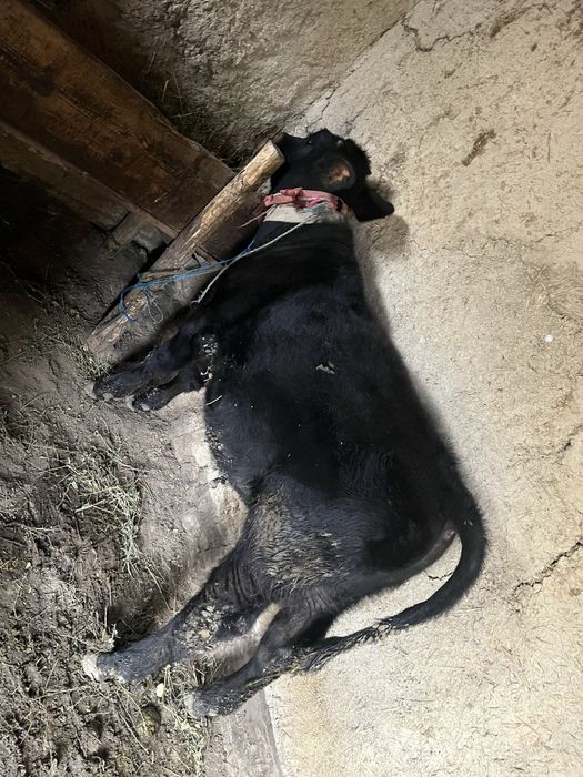 Vand tauras 5 luni jumate