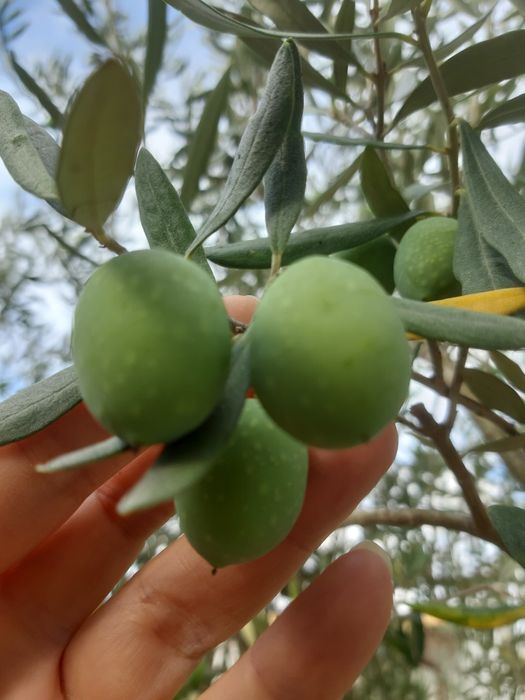 Ulei de masline sicilia rodii lamai