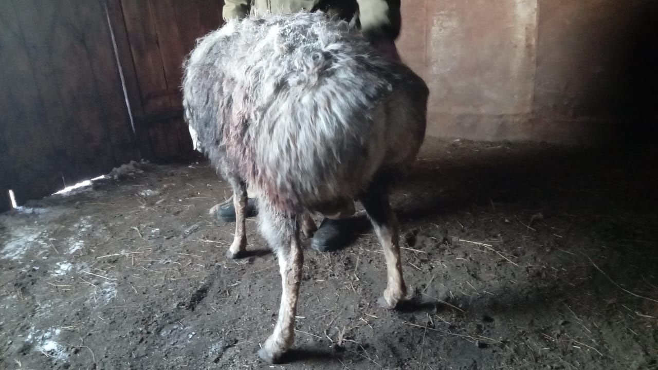 Продам курдючного пепельного кошкара
