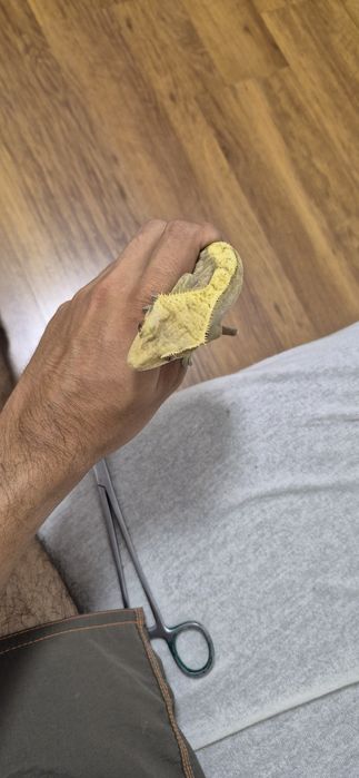 Crested Gecko mascul (fac și schimb!)