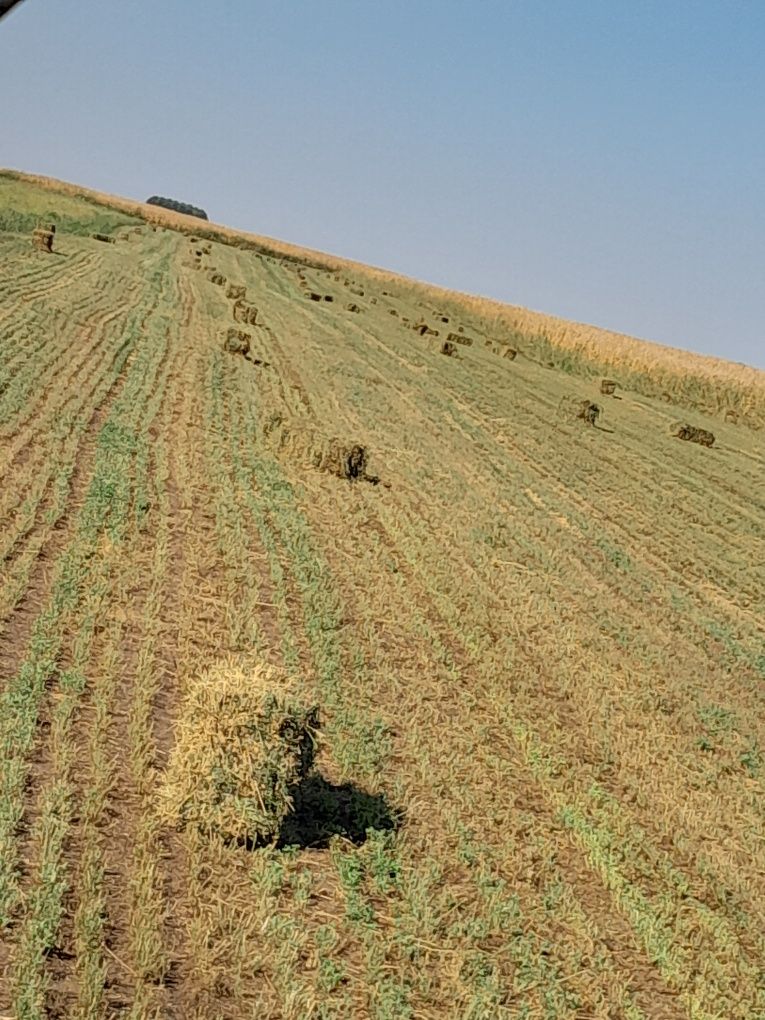 Lucernă cosa 3 și 4