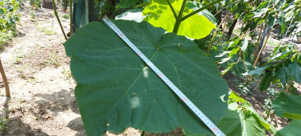 paulownia cotevisa 2 și shantong 4