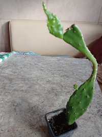 Cactus Limba soacrei
