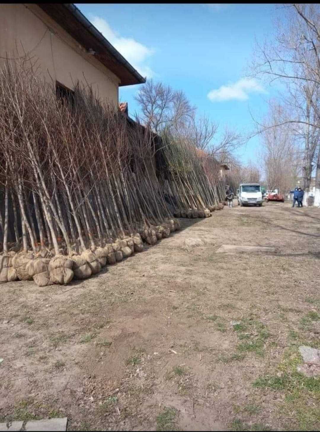 Mesteacăn tei platan catalpa arțar stejar plop