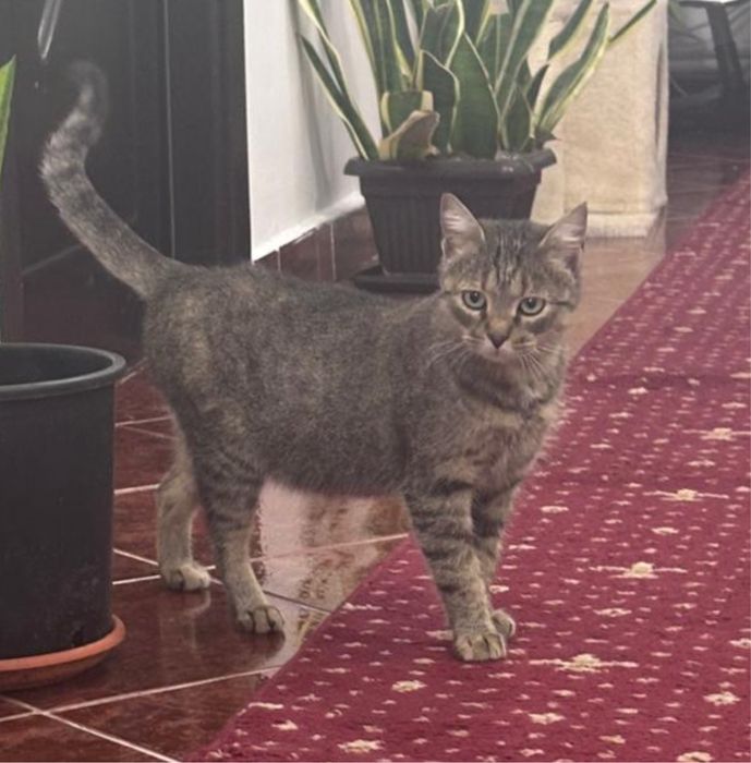 Pisoiasi dragalasi isi cauta o familie iubitoare!