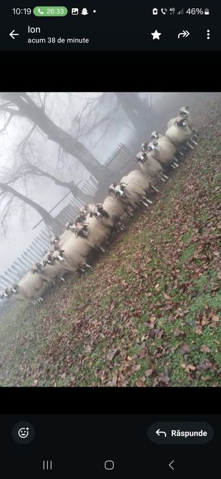 Vind oi 20 de bucăți în banita