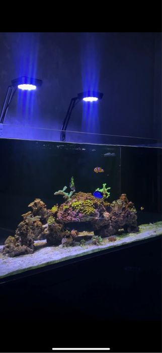 Морские аквариумы , Обслуживание морских аквариумов