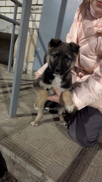 Щенок мальчик в добрые руки срочно