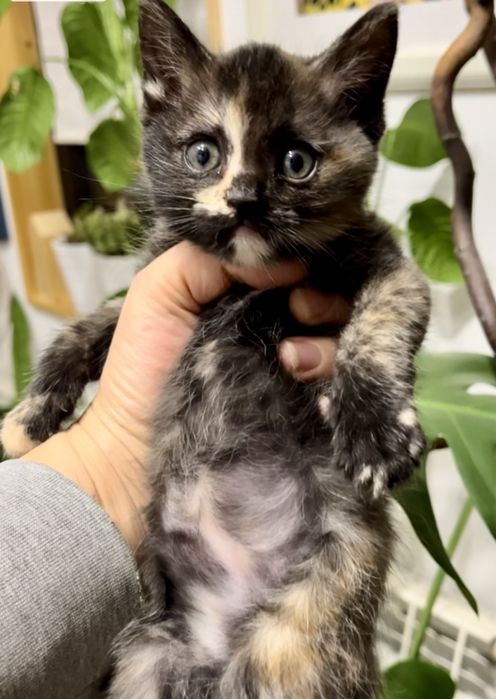 Котенок в добрые руки бесплатно