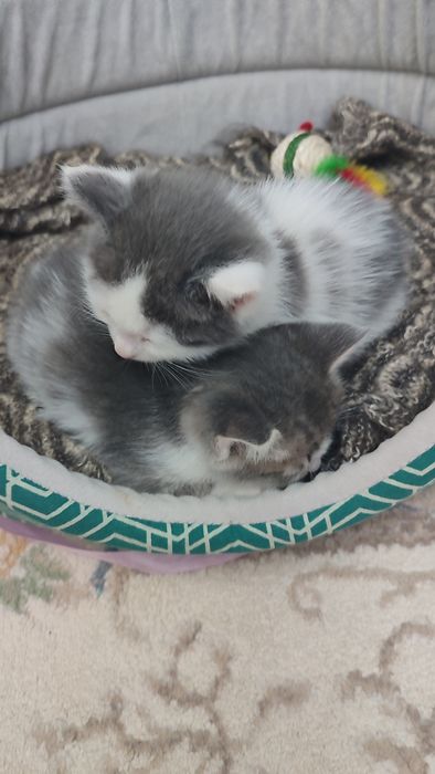 Отдам котят 1.5 мес