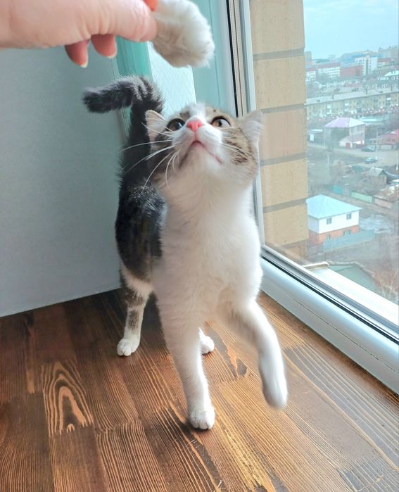 Котёнок Мурчик в поиске самых добрых и ответственных котородителей