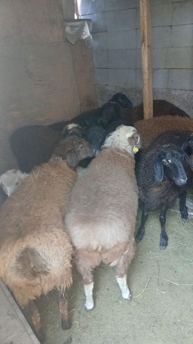 Продам хороших баранов