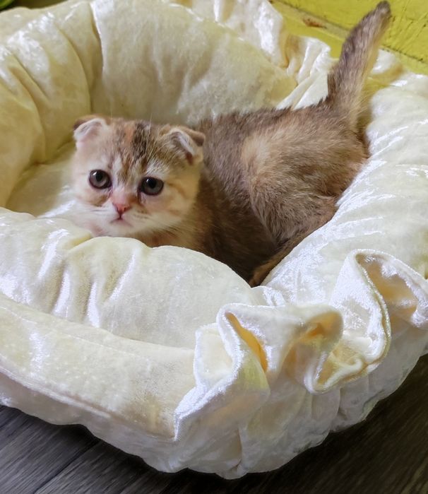 Шотландские котята вислоушки