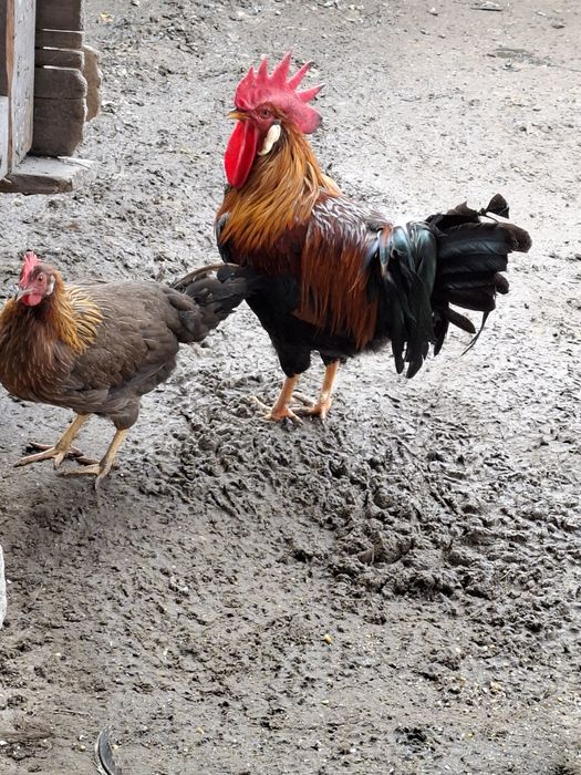 Cocosi susex si italieni culoarea potârnichie