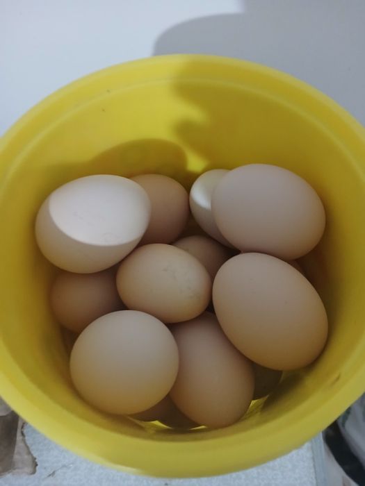 Honaki tovug tuxumlari sotiladi uruglangan donasi 3 ming