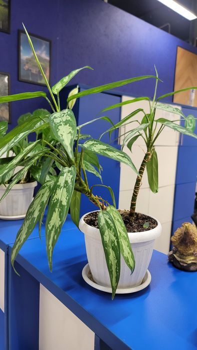 Комнатные цветы продаю, всвязи с переездом.