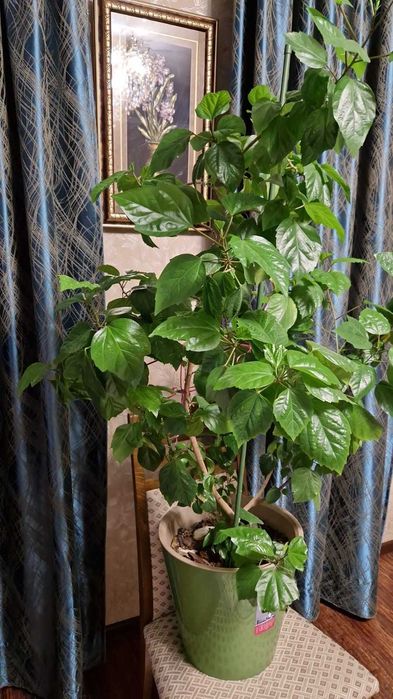 Продам  комнатное растение