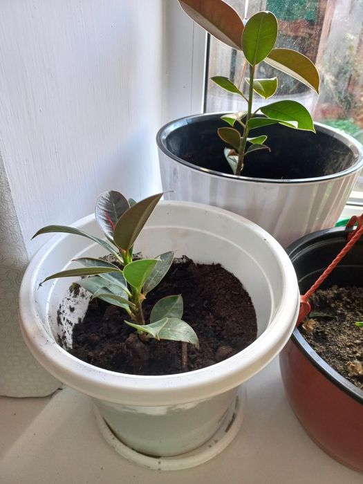 Отросток фикуса 3500