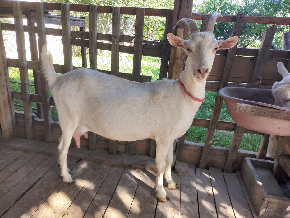 Ешкілер бар   сатылады Зааненская