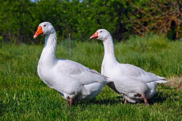 Gaste BIO Techirghiol