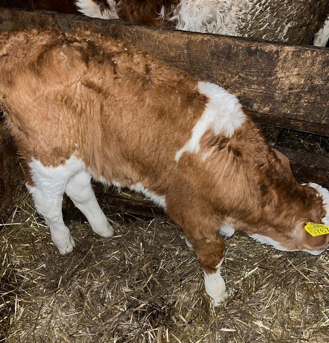 Vând vițel bălțat românesc