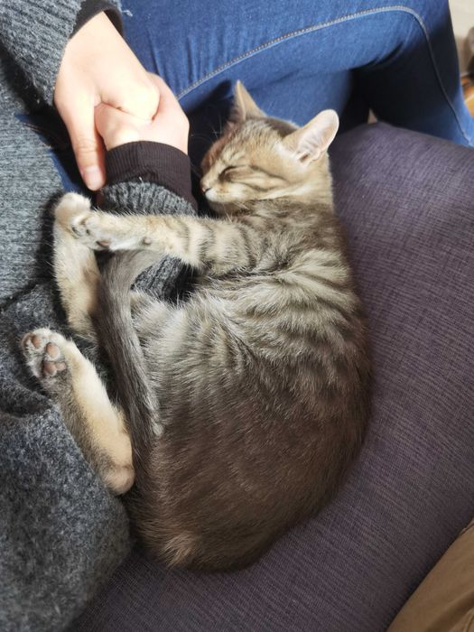 Подарявам женска котка (около 4 мес.)