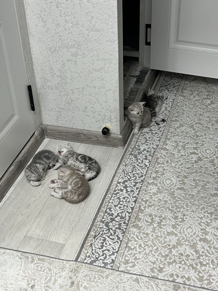 Котята  породистые шымкент